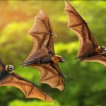 “Bat Crazy” Free Seminar by Biologist Maureen Heidtmann