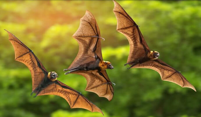 “Bat Crazy” Free Seminar by Biologist Maureen Heidtmann