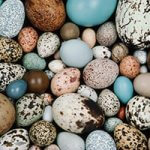 an assortment of bird eggs in varying colors