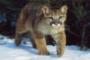Environmental Issues Seminar — Using GPS with Mountain Lions