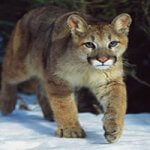 a mountain lion walking in the snow