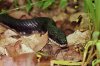Environmental Issues Seminar — Connecticut's Reptiles and Amphibians