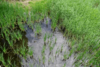 Environmental Issues Seminar — The History of the Green Lawn Dilemma