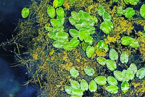 Environmental Issues Seminar — Invasive Aquatic Plants in CT